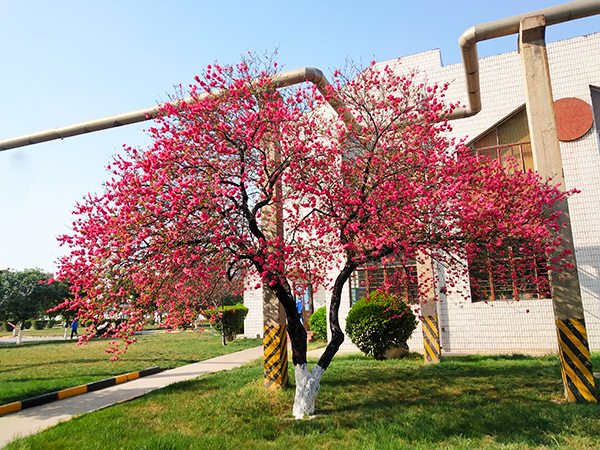 1585281985195316.jpeg 誰把桃樹種在化工廠1.jpg