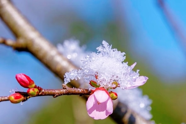 291743211155135073.jpg 春景雪意配圖.jpg