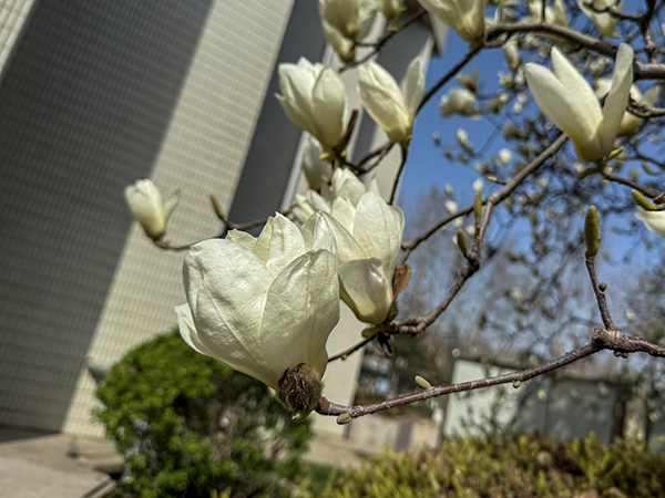 021743577139808655.jpg 玉蘭花.jpg